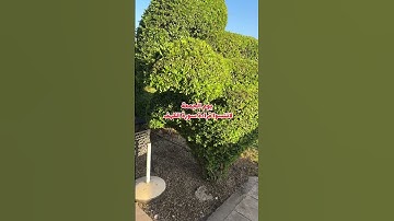 يوم الجمعة  لاتنسوا قراءة سورة الكهف