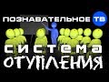 Система отупления (Познавательное ТВ, Николай Стариков)