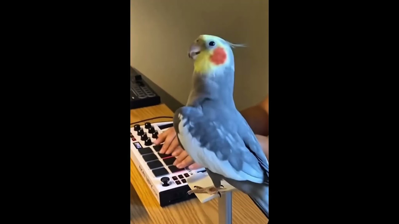 Funny parrot videos￼