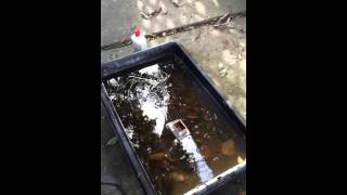 Orange Fish Viking Funeral 2015