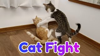 Fun fight  Adorable kitten siblings have fake Fight| Coffee Toffee cat videos
