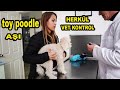 Herkül'ü Veterinere Götürdük // Toy Poodle