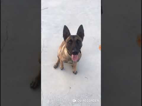 Video: Köpeğinizin Anksiyete ve Giysileriniz Arasındaki Şaşırtıcı İlişki