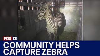 Wranglers and residents help corral 4th and final missing zebra in North Bend | FOX 13 News