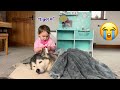 Adorable Baby Becomes A Vet To Try &amp; Make Poorly Husky Feel Better!😭.