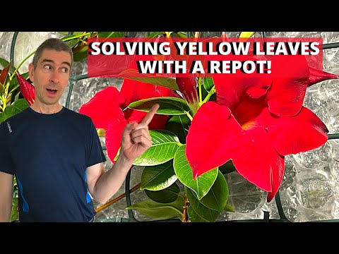 Repotting a large Mandevilla (Dipladenia) sanderi -  (Part 2/3)