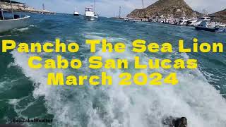 Pancho, the sea lion who's become a superstar at the Cabo San Lucas marina!