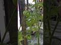 Tomato plants started fruiting #roofgardening #blog #gardening