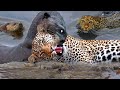 Strange Scene! Mother Giant Otter Bite The Jaguar's Mouth Off To Protect Her Baby - Jaguar Failed