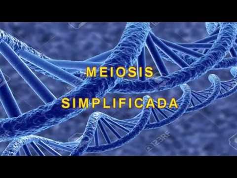 Vídeo: Què és la meiosi simplificada?