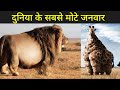       fattest animal in the world  fact mantra