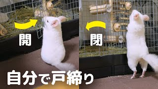 お家のドアを自分で開け閉めする賢いチンチラNo.293