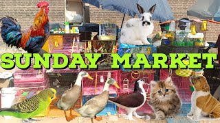 sunday birds & dog market ahmedabad | ravivari kabutar bazar | Gujarat का सबसे बड़ा chidya bazar