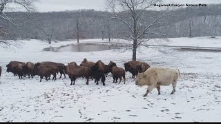 Rare white bison now living at Dogwood Canyon Nature Park in Missouri