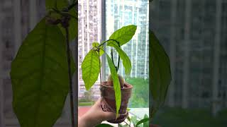 Avocado Bonsai??shorts plants fruit planting miniature training plantcare healthy growth