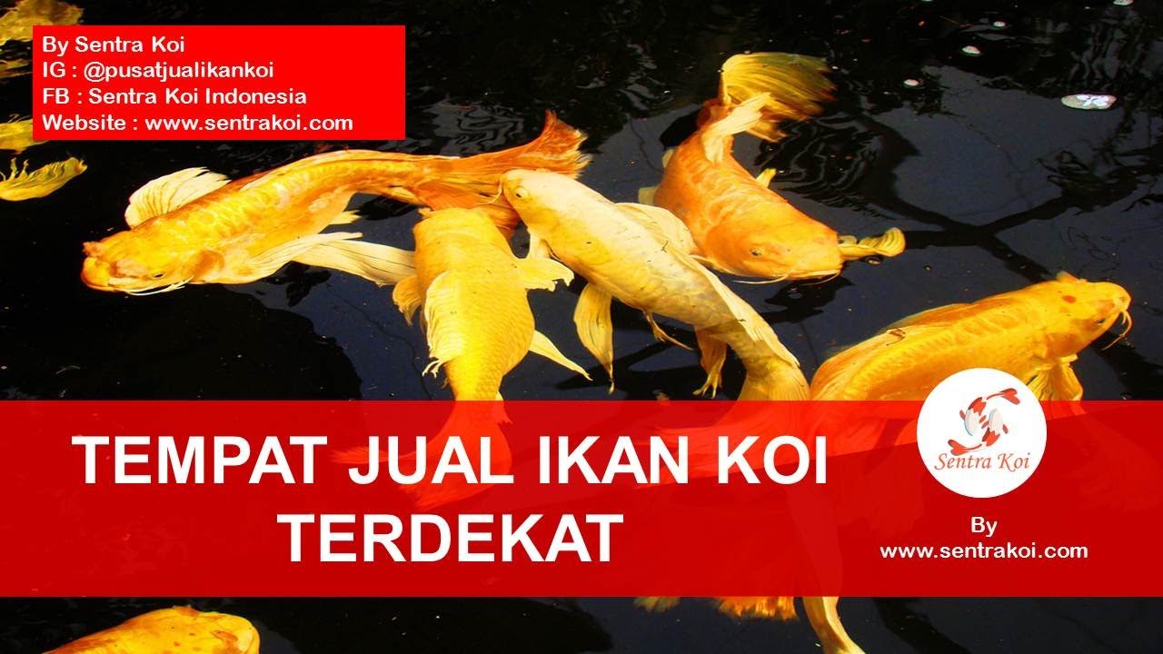 TEMPAT JUAL IKAN KOI TERDEKAT Hubungi Kami HP 0858 