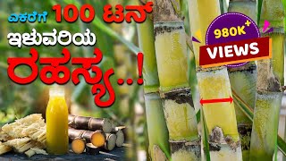 Super crop Sugarcane | Dr.Soil used | Organic