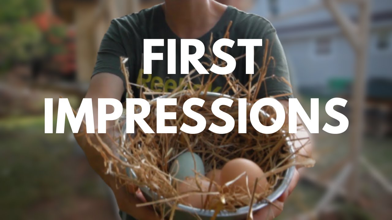 First Time Chicken Owners in Nova Scotia