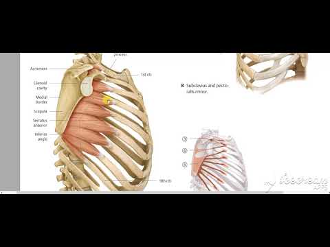 Serratus anterior muscle