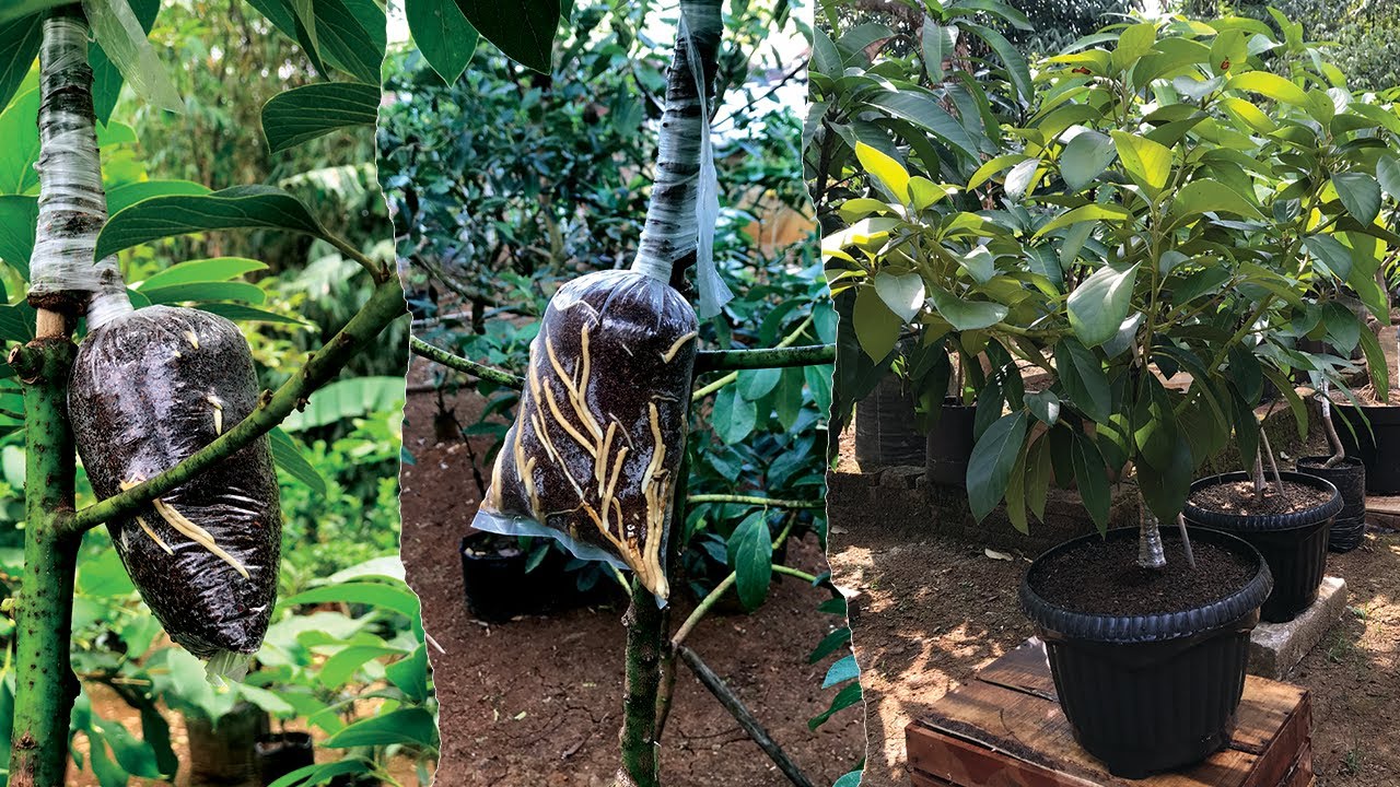 Cara Mudah Sambung Susu Alpukat | Cepat Berbuah!