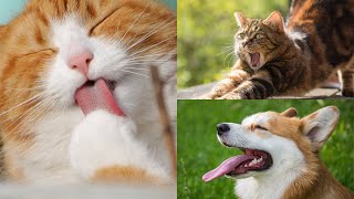 搞笑猫狗動物超有趣合集2021系列 | 100%让你开心 | cute dogs and cats funny video compilation 2021 series | 100% happy