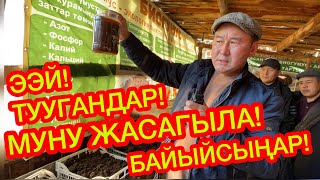 Бул БИЗНЕС сизди БАЙЫТАТ  ~  Мамазакир аганын САБАГЫНА катышып, СӨӨЛЖАН баккыла, БИОГУМУС алгыла