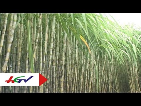 Video: Trồng Mía Mới: Tìm hiểu Về Phương pháp Nhân giống Mía