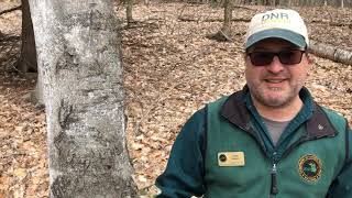 Tree Detective Invasive Species Edition-Beech Bark Disease