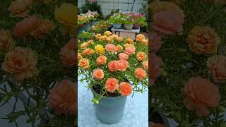 Sharing flowers growing tips everyday. #homegarden #bonsai #flowercare #bonsaitree #plantssparkjoy