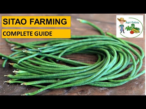 Video: String Of Bananas Plant Care - Alamin Kung Paano Magtanim ng String Of Bananas Houseplant