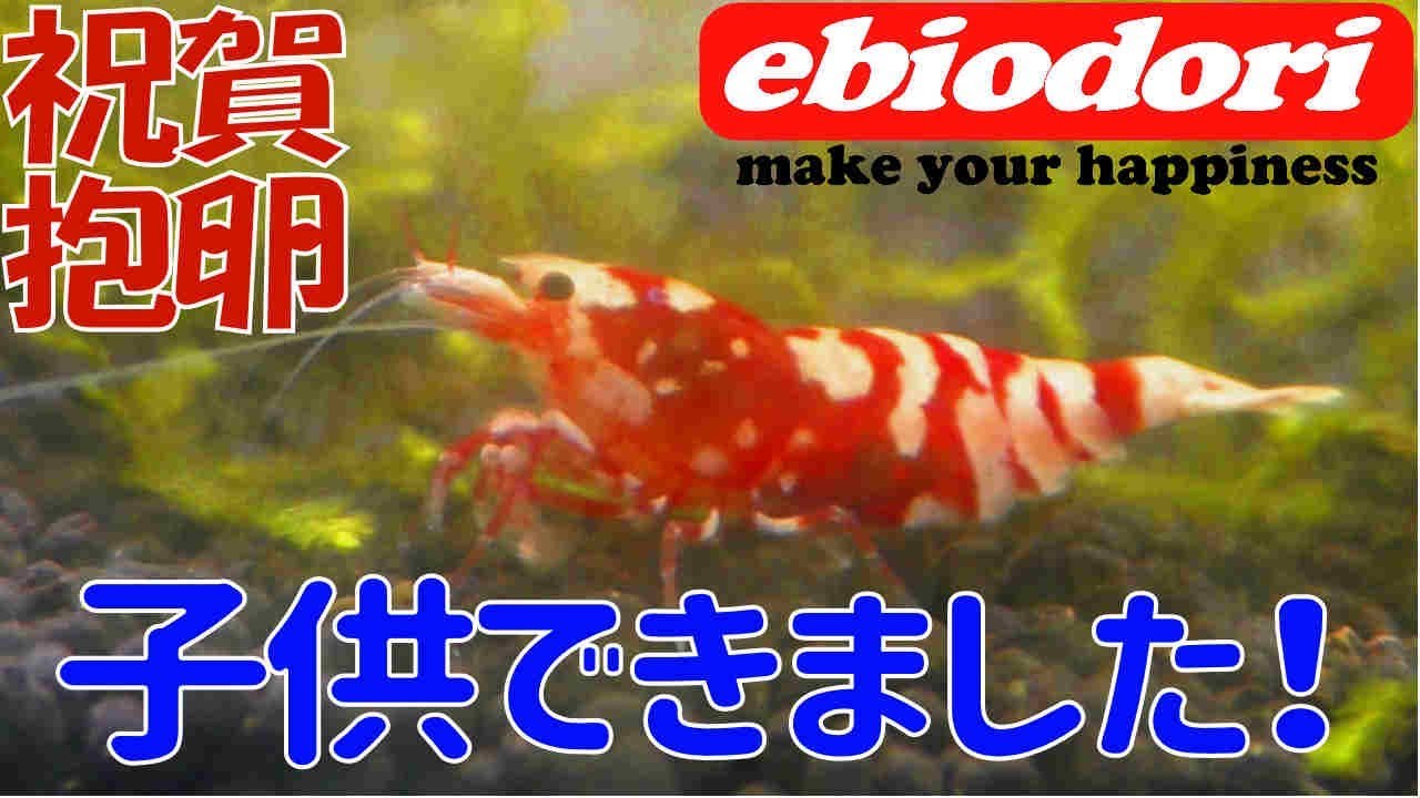 アクアリウム水槽エビ 超高級エビが産卵しました 正直ヤバすぎます Youtube アクアリウム水槽エビ 超高級エビが産卵しました 正直ヤバすぎます Youtube