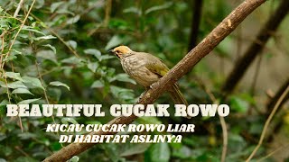 BIRD CHIRPING CUCAK ROWO GACOR IN THE WILD | WILD CUCAK ROWO BIRD IN ITS NATURAL HABITAT