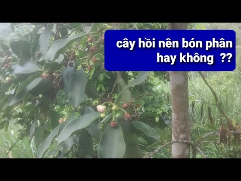 Video: Hướng dẫn chăm sóc cây hồi trong chậu - Học cách trồng cây hồi trong chậu