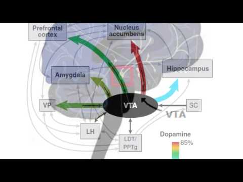 Dopamine meaning