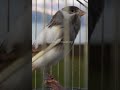 Spanish Timbrado Original Blue-White Canary Singing