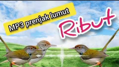MP3 PRENJAK LUMUT RIBUT AMPUH MEMANGGIL  PRENJAK LUMUT LIAR