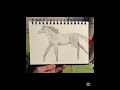 sketch of a horse 🐎
