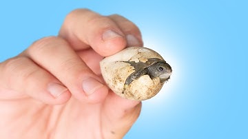 RARE, BABY TURTLES HATCH at Garden State Tortoise!