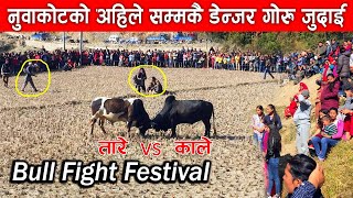 Goru Judai Nuwakot | नुवाकोटको डेन्जर गोरु जुदाई | Bull Fight Festival | Maghi Parva