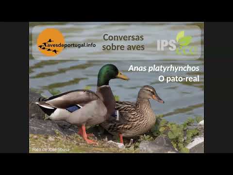 Vídeo: Onde os patos-reais nidificam?