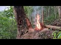 Build a bushcraft shelter in a thousand year old tree fireplace  king of satyr