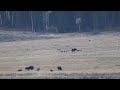 Wolves try to take down a lone Bison in Lamar Valley, Yellowstone National Park.