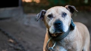 Dogs Rescued in Michigan Dogfighting Raid