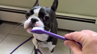 Boston Terrier Puppy - What Is This Contraption? by Poppy the Boston Terrier  2,135 views 1 year ago 45 seconds