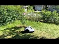TerraMow working in Spot Mode in a yard surrounded by shrubs @Lvy (Finland 🇫🇮)
