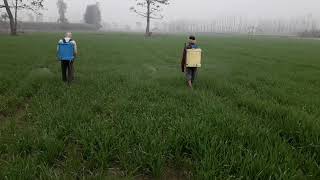 गेहूं में खरपतवार स्प्रे wheat in spray