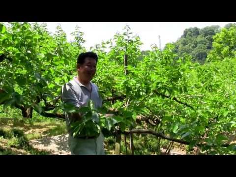泉谷観光農園の紹介動画サムネイル