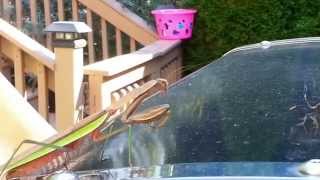 Praying Mantis VS Stink Bug
