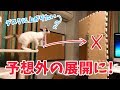デスクに上がりたい子猫と上がって欲しくない飼い主の攻防