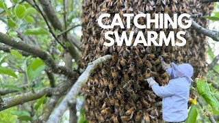 Caught another swarm!! by Whistle Thicket 115 views 3 weeks ago 10 minutes, 4 seconds